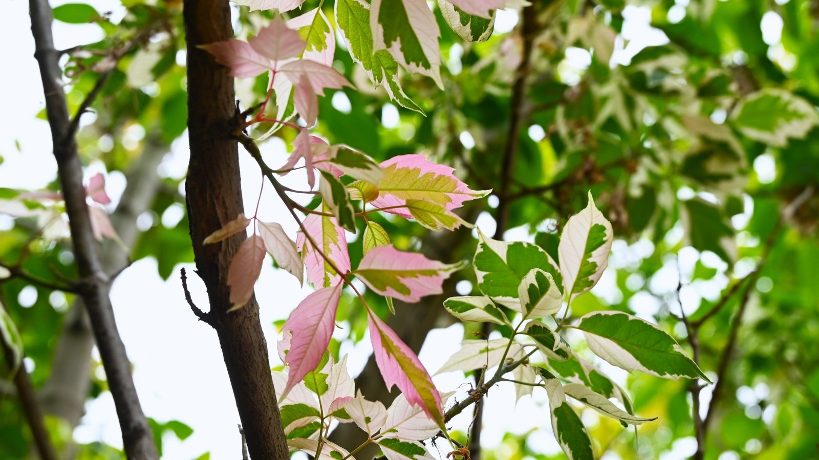A medium-sized tree with compound leaves featuring pink and white variegation on new growth that matures to green, creating a striking, colorful contrast throughout the canopy.