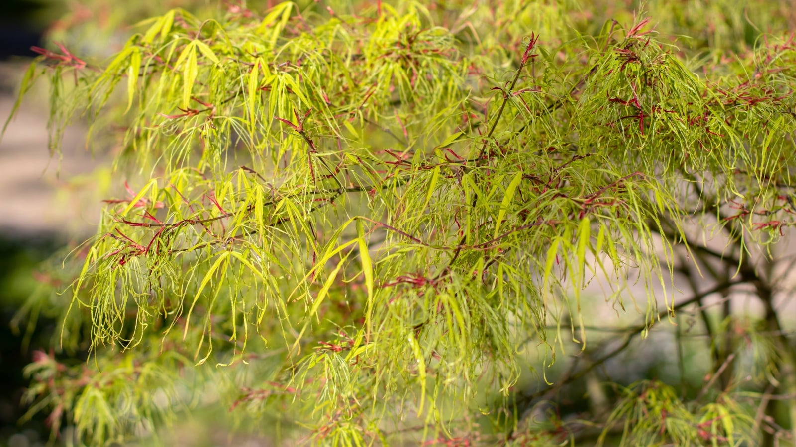 Fine, thread-like lime-green foliage with hints of red at the base of the delicate, thin stems, creating a light, airy canopy.