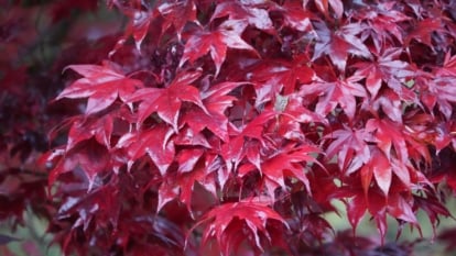 A close up shot of Acer palmatum 'Bloodgood' leaves appearing to have a deep crimson hue looking waxy under bright sunlight