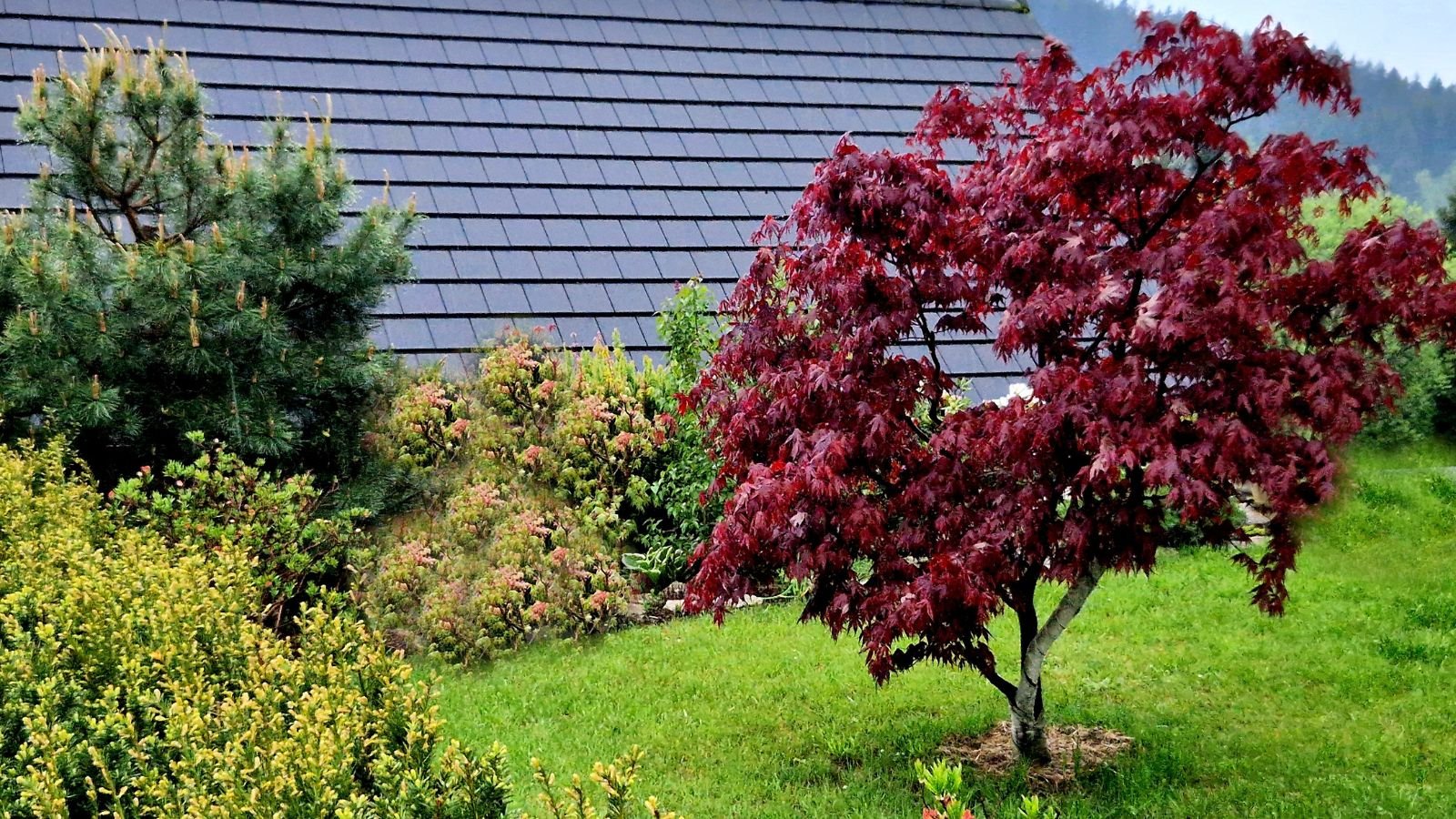 A medium-sized Acer palmatum ‘Bloodgood’ appearing to have deep reddish purple leaves with green plants and grass in the background