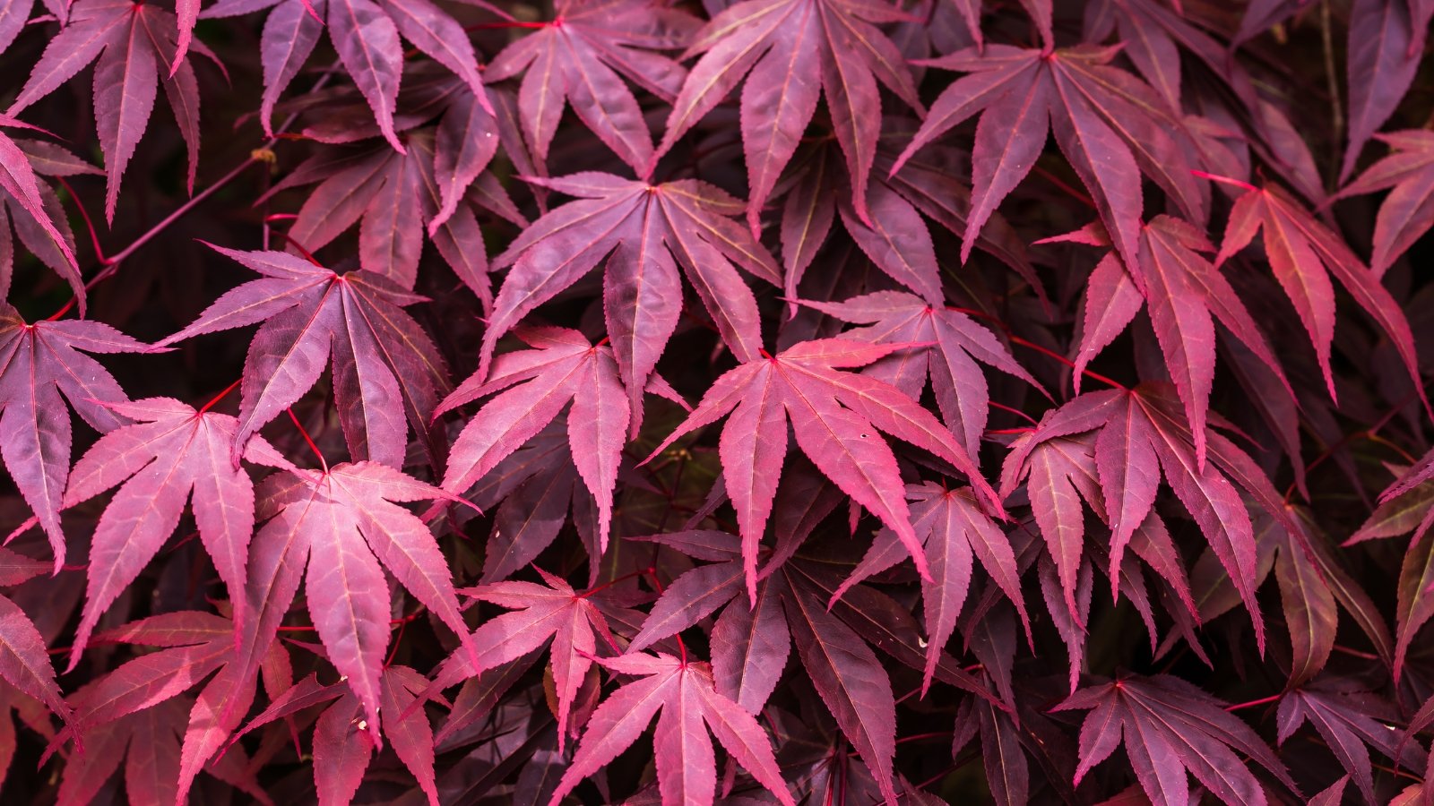 A small deciduous tree with deeply lobed, pointed leaves in rich burgundy-purple.