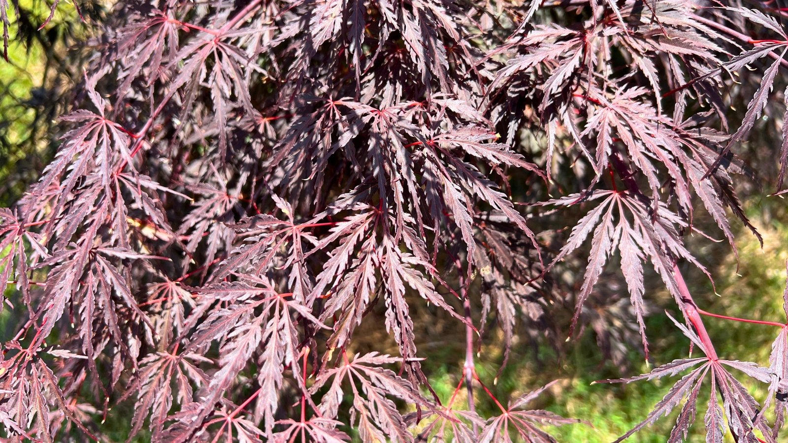 Slender branches are covered with finely cut, lace-like leaves in deep burgundy shades, creating a delicate, textured canopy.