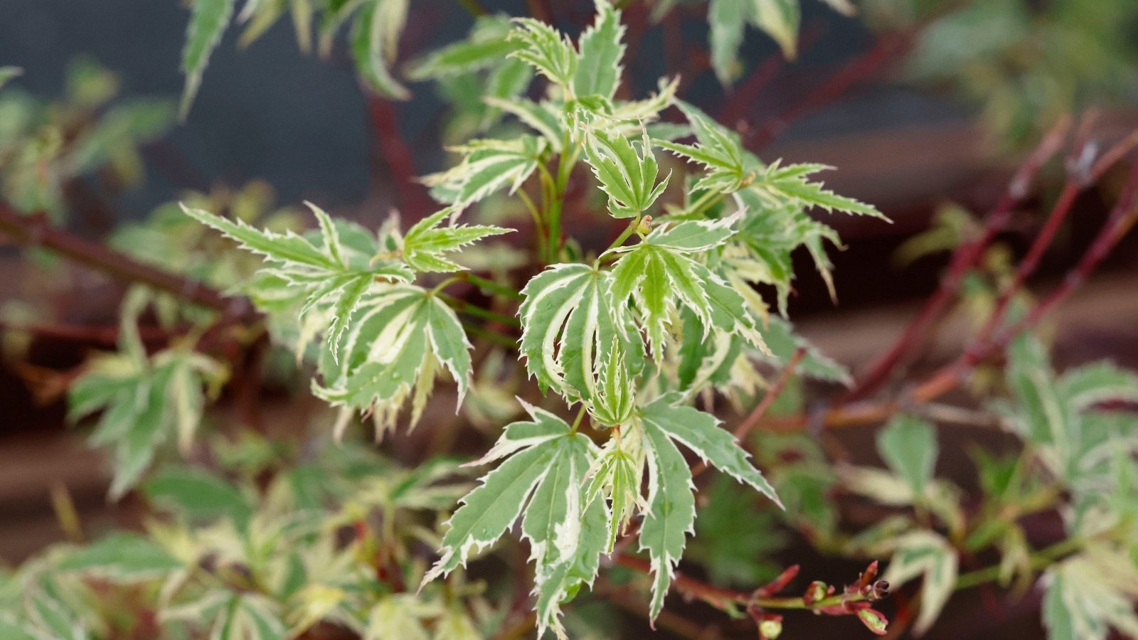 A delicate, small tree with deeply cut, star-shaped leaves that are pale green with creamy white variegation, creating a soft, airy, and textured appearance.