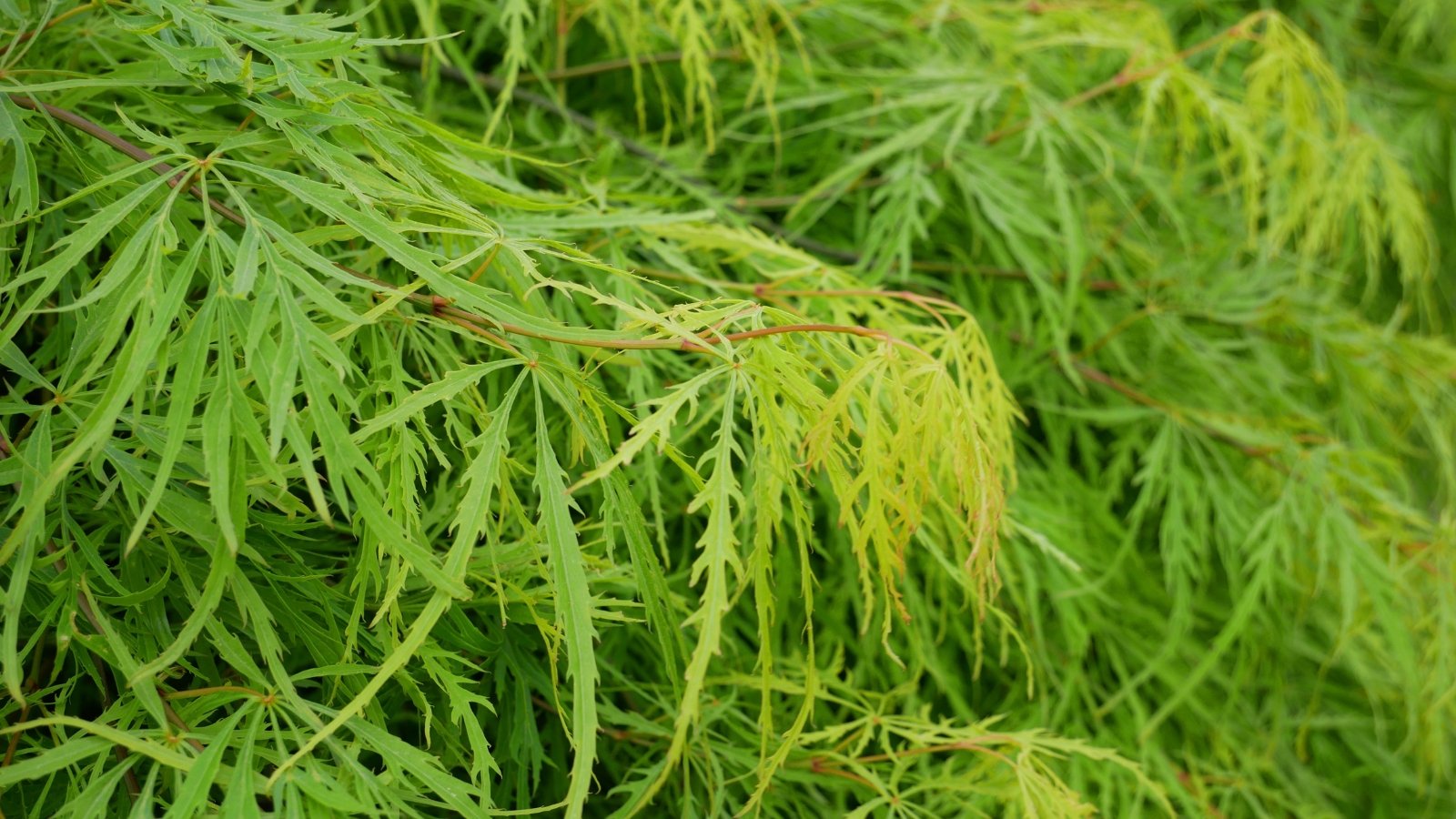 Slender, arching branches adorned with deeply dissected, feathery leaves that emerge bright green with delicate, lacy texture.