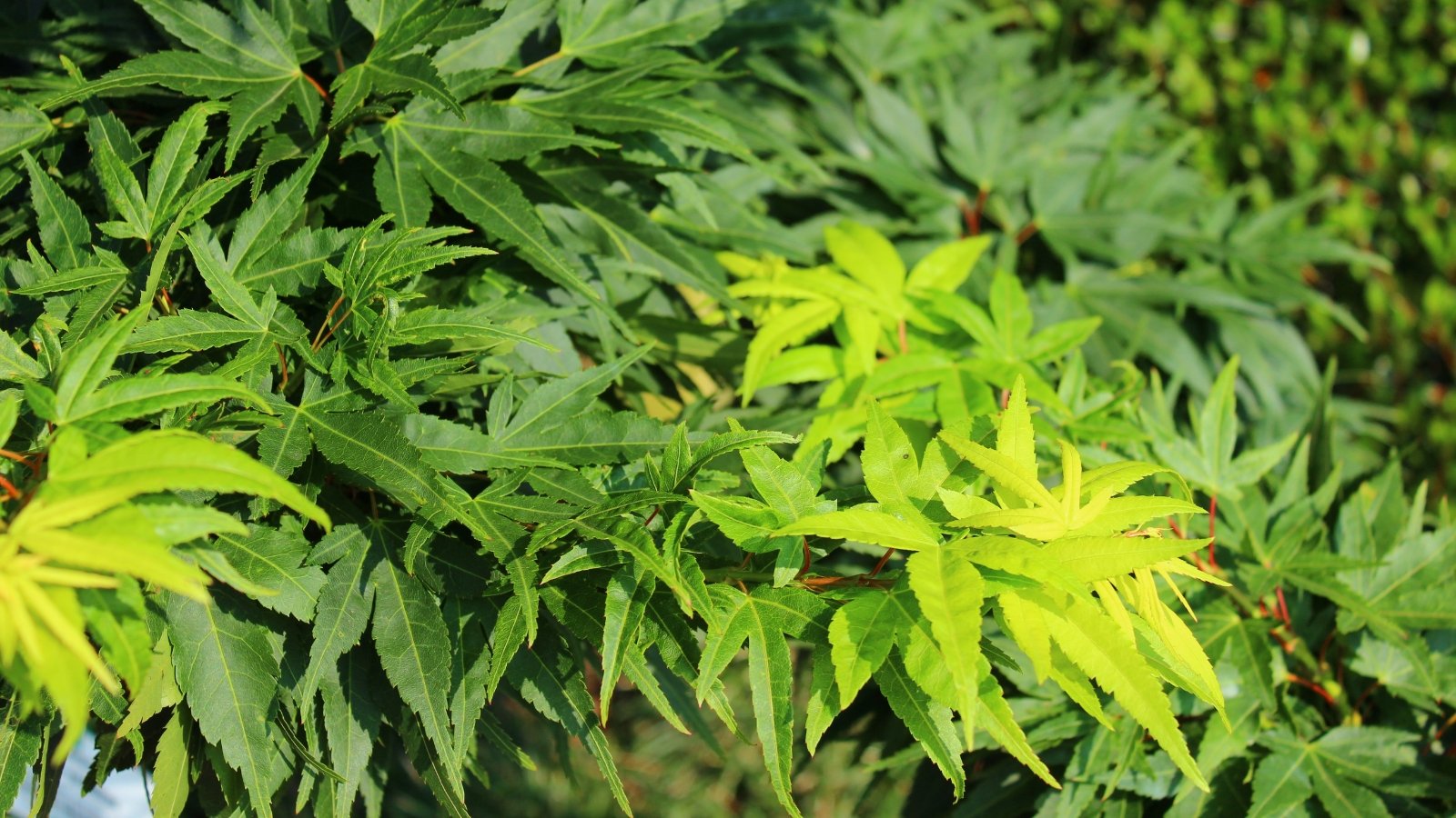 Compact branches are densely covered with small, deep green, star-shaped leaves with finely serrated edges.