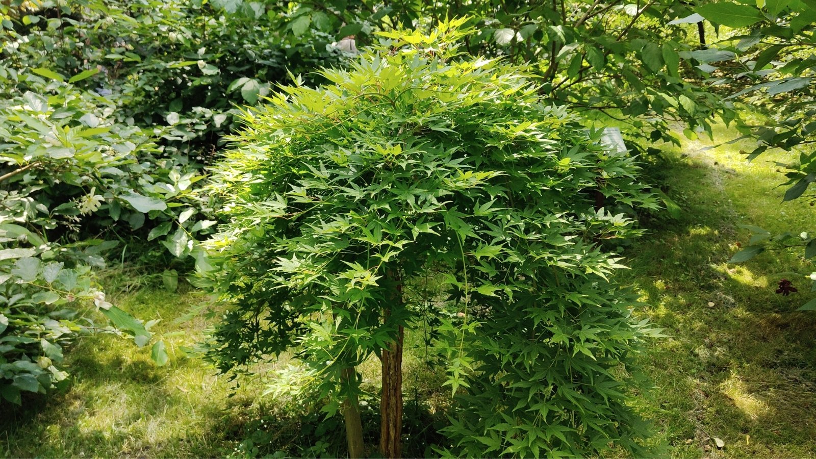 A small, weeping tree with twisted, cascading branches covered in bright green, deeply dissected, lace-like leaves.