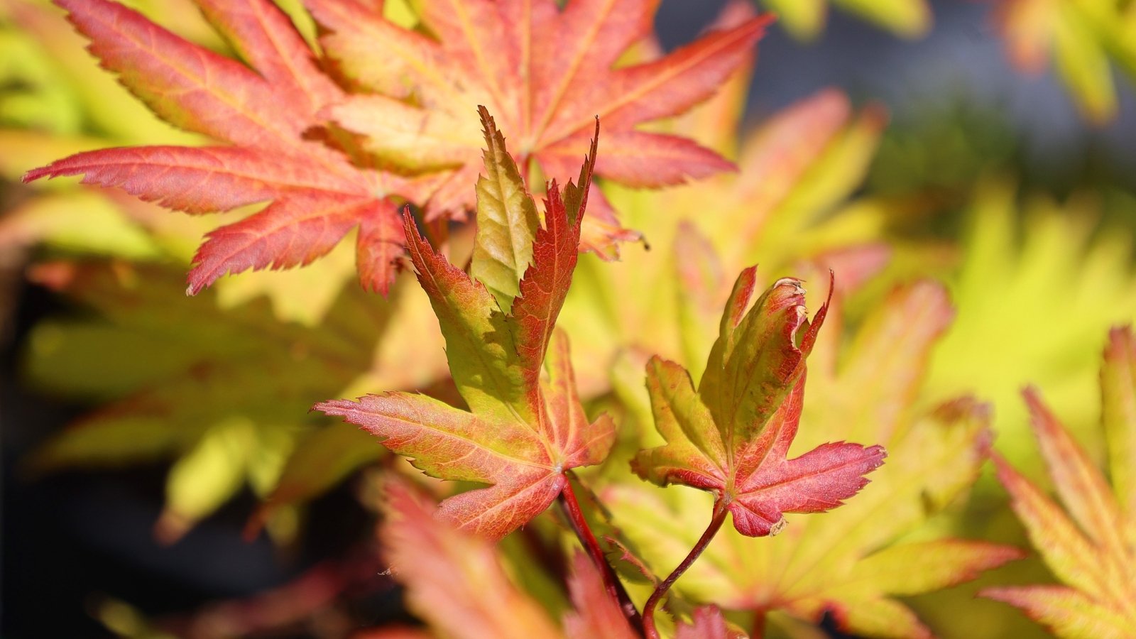 Slender branches display bright yellow-green leaves with delicate lobes, contrasting with vibrant coral-red stems.