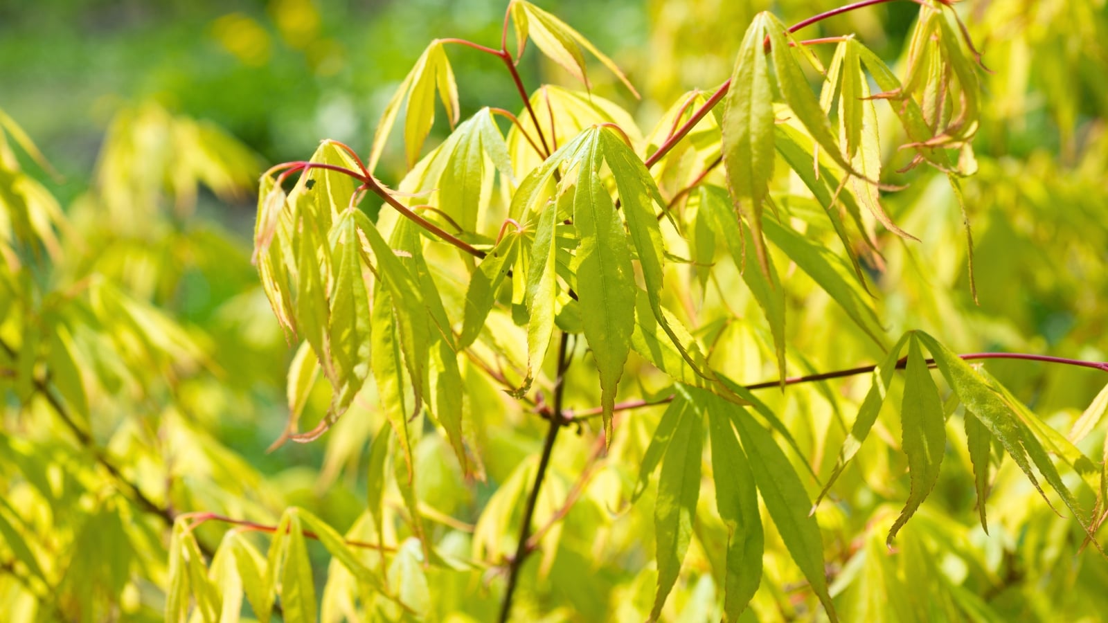 Slender, elongated leaves with smooth edges and pointed tips in a vibrant yellow-green color, grouped on thin, graceful stems.