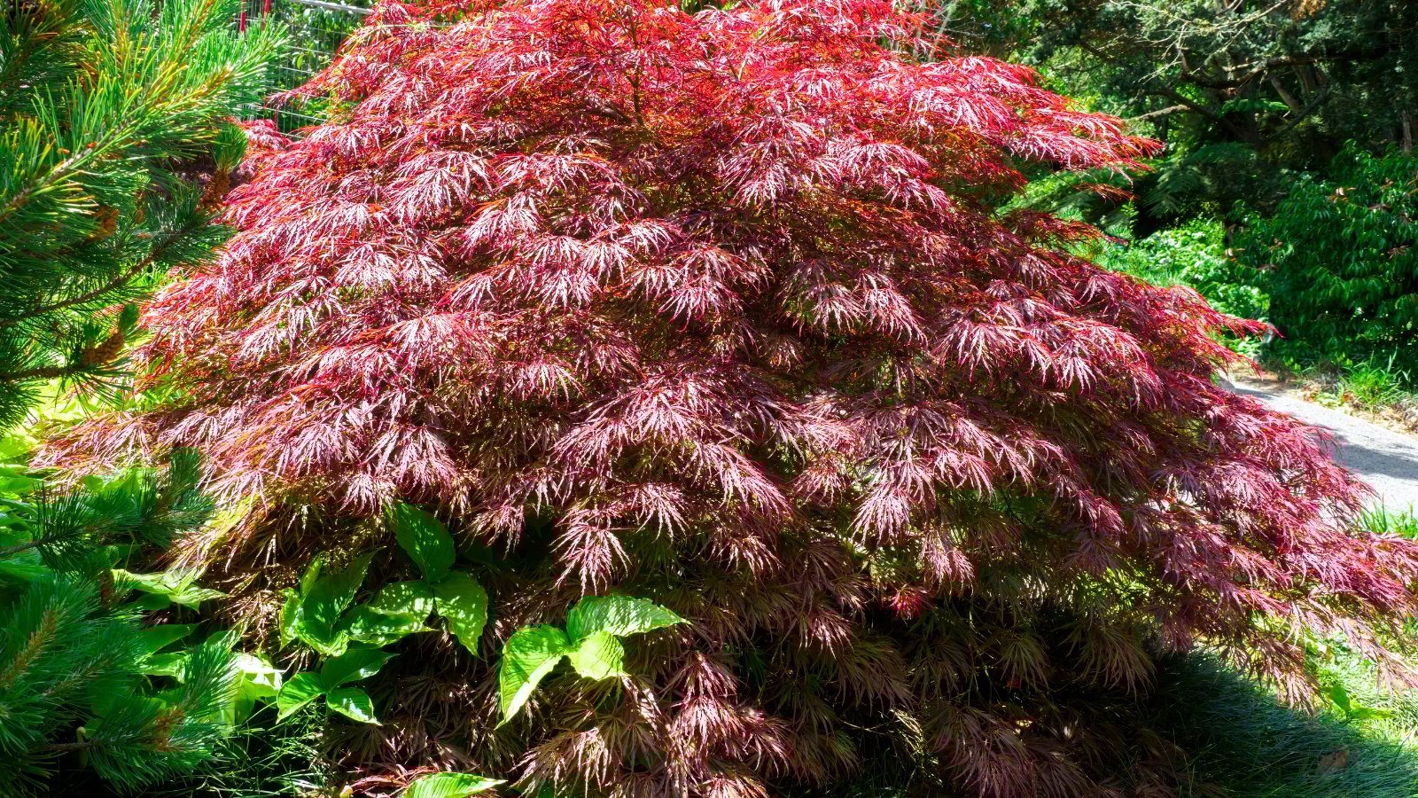 A wide, cascading shrub densely covered in deeply cut, feathery, burgundy-red foliage with a weeping form.