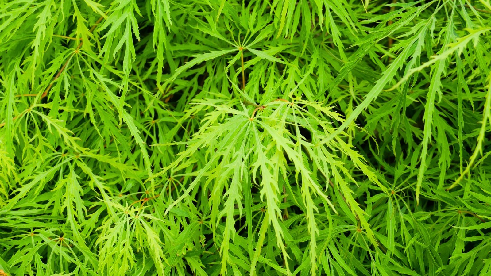 A thick mass of highly dissected, fern-like, brilliant lime-green foliage with a fine, lacy, and deeply textured appearance.