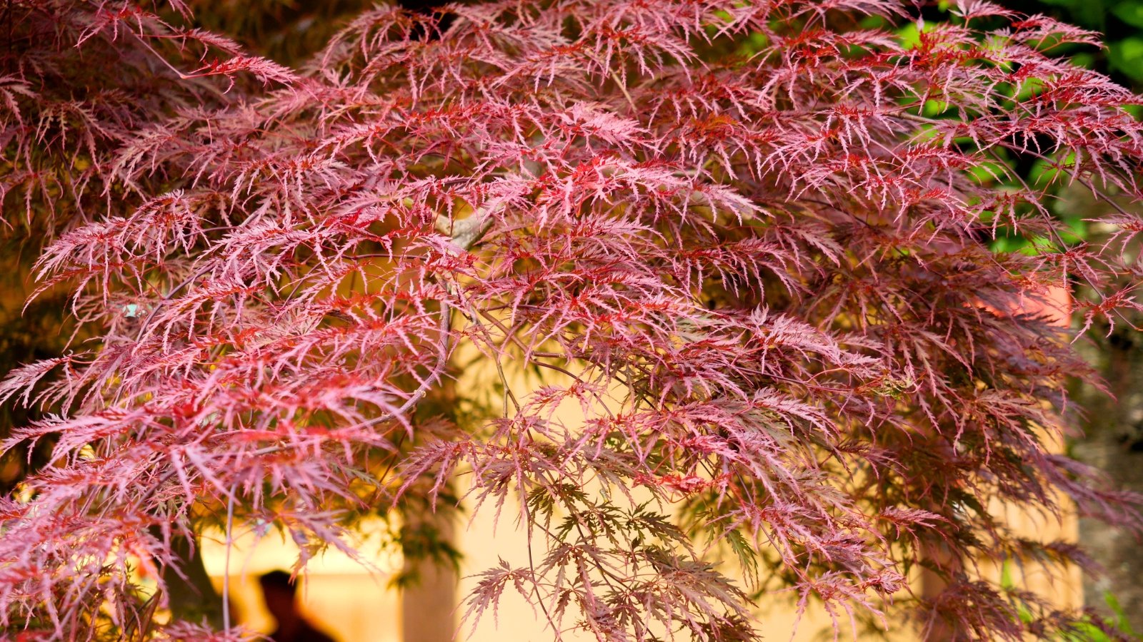 Delicate, extremely fine, dissected foliage in shades of deep red and maroon, draped lightly over thin, wiry stems.