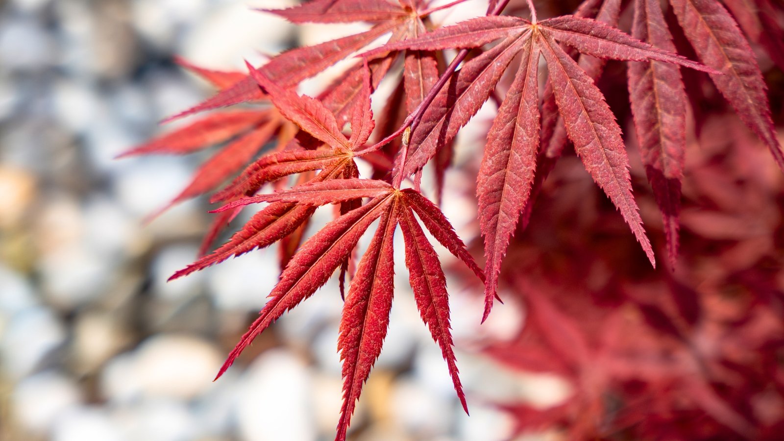 Deeply lobed leaves of an intense scarlet color feature long, slender, pointed tips and a fine, slightly fuzzy texture.