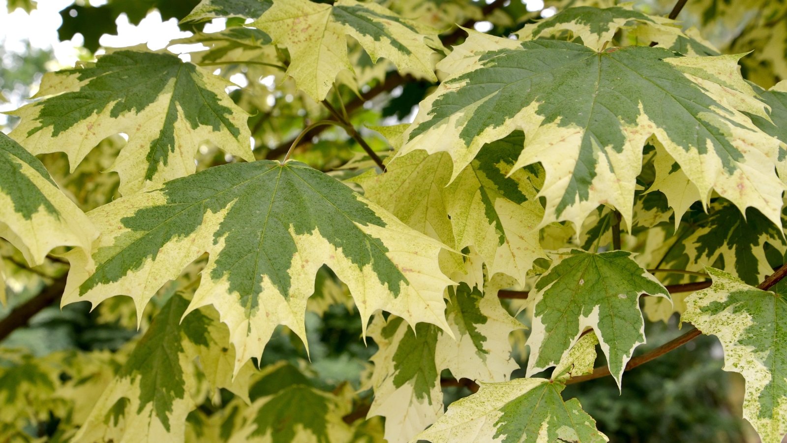 A medium-sized tree with broad, maple-shaped leaves edged in creamy white variegation, creating a striking contrast against the green centers.