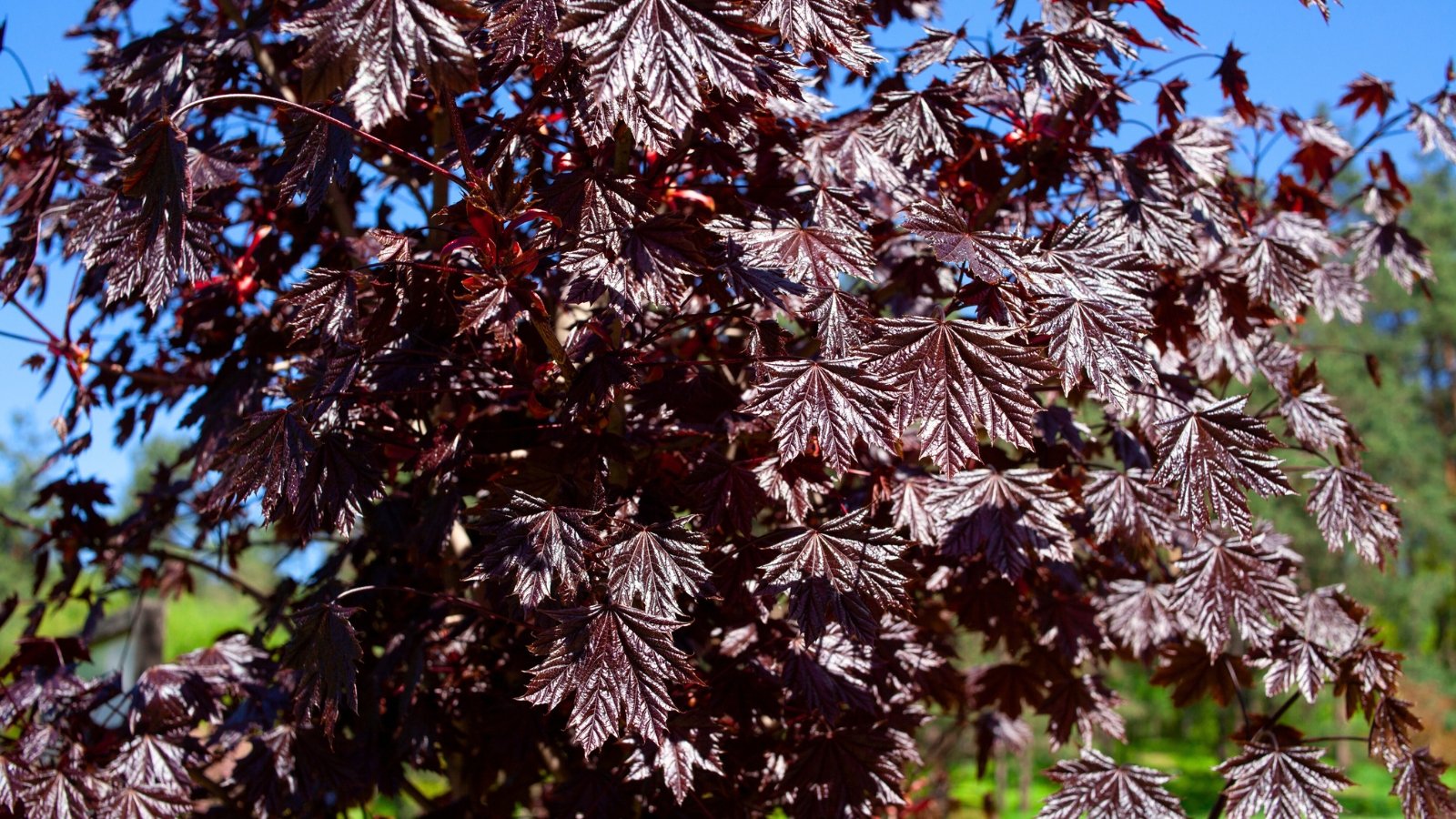 A sturdy, upright tree with broad, five-lobed leaves featuring sharply pointed tips and finely serrated edges, displaying deep burgundy hues.