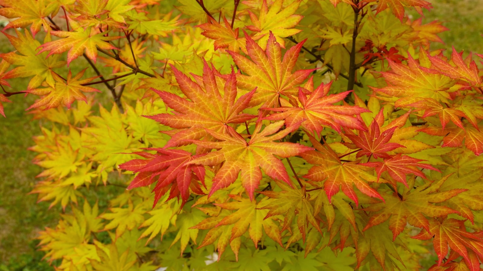 Broad, fan-shaped leaves in vivid shades of gold and yellow, edged with dramatic crimson-red and organized in dense, overlapping clusters.
