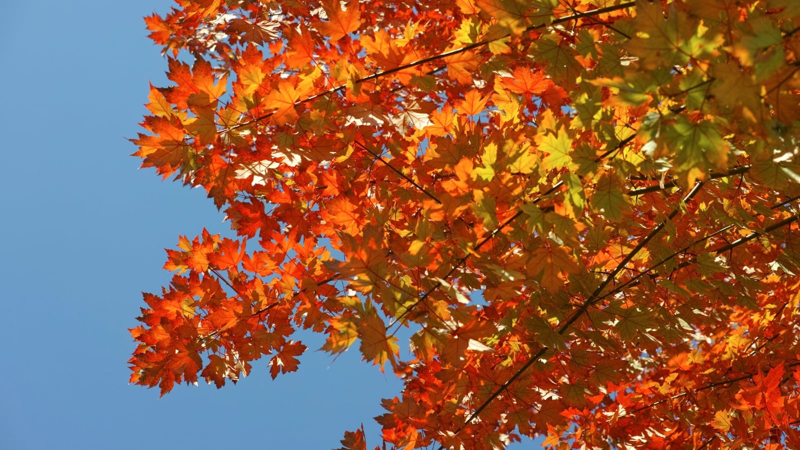 A tree with broad, lobed leaves transitioning from yellow to red, displaying a rounded canopy against a bright blue sky.