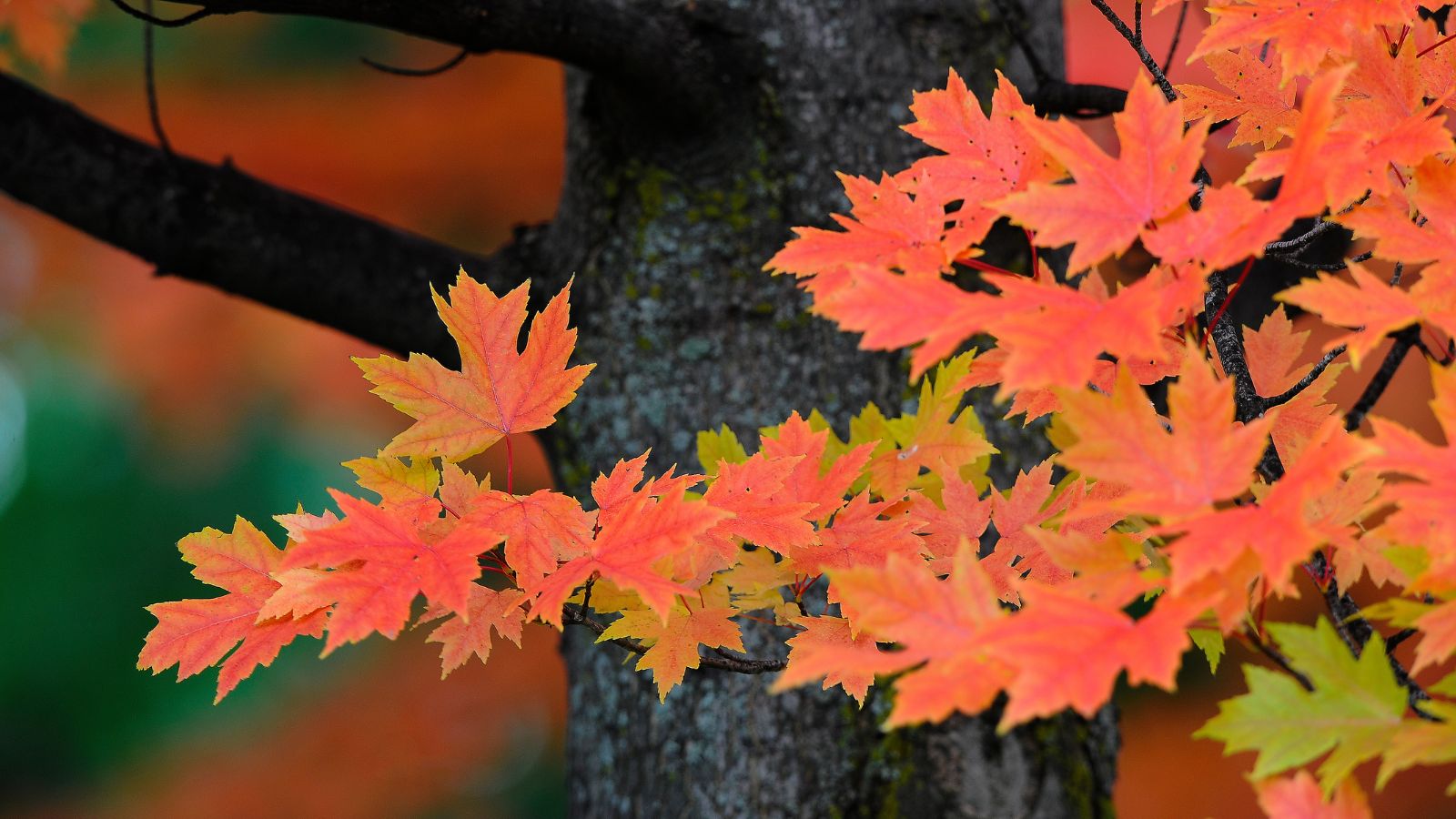 Acer x freemanii looking healthy, with the leaves looking bright red and almost orange