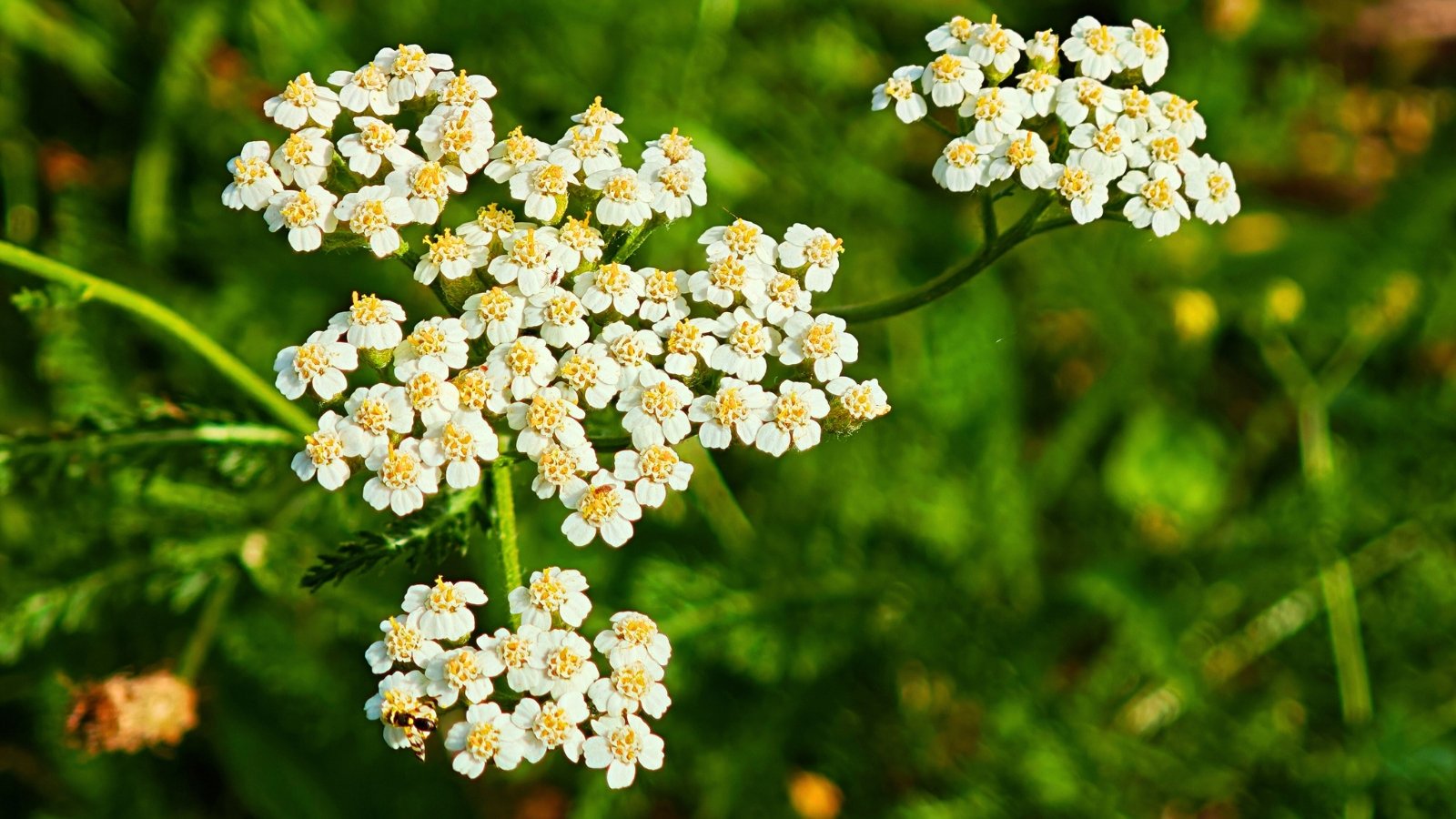 A broad, flat-topped cluster of tiny white flowers with bright yellow centers, held above finely dissected, dark green foliage.