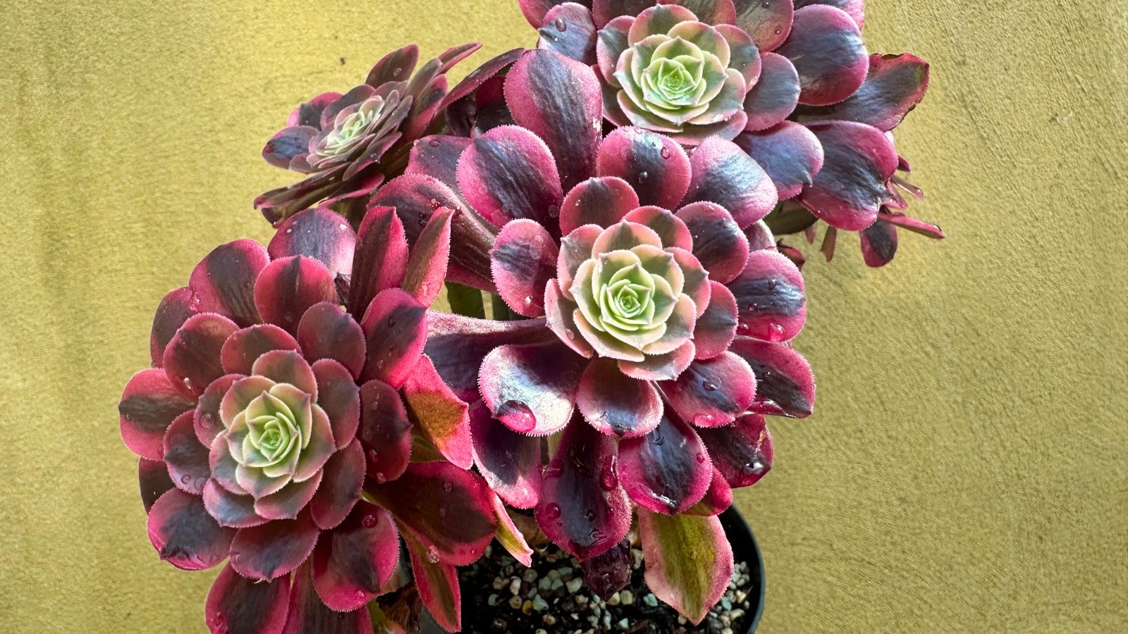 A potted succulent featuring rosettes of spoon-shaped leaves with pointed tips, displaying a striking variegation that transitions from creamy with a green central band to intense red with a deep burgundy to nearly black central band.