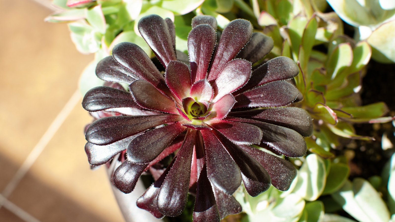 A potted succulent features thick, dark purple rosettes atop a sturdy stem, with fleshy, pointed leaves arranged in tight, dramatic clusters.