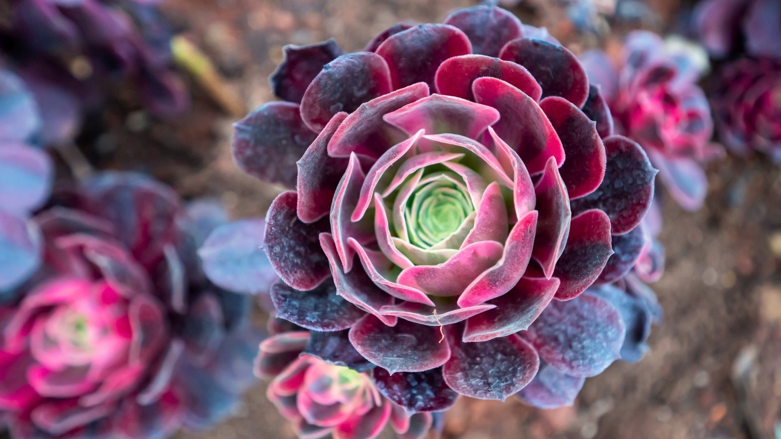 A tall branching succulent displays large rosettes of deep burgundy to nearly black glossy leaves that curve elegantly at the tips.