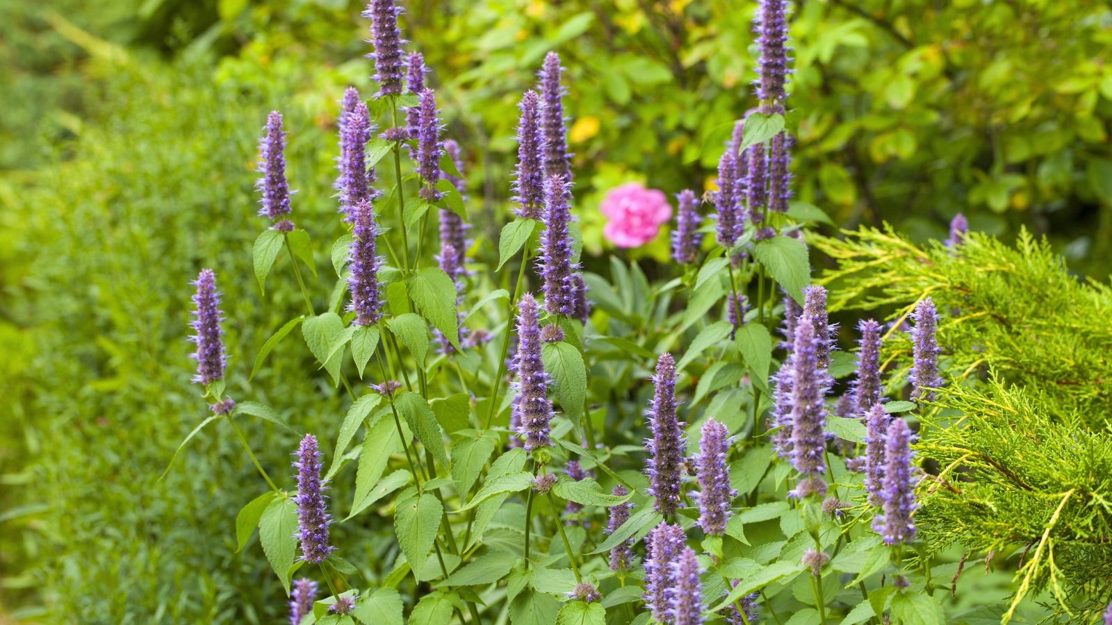 Spikes of vibrant purple flowers rise above aromatic green leaves, forming a tall, colorful, and fragrant display.