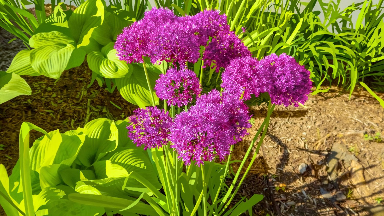 Several spherical flower heads composed of hundreds of tiny, densely packed, vivid magenta-purple florets stand atop tall, stout stems.