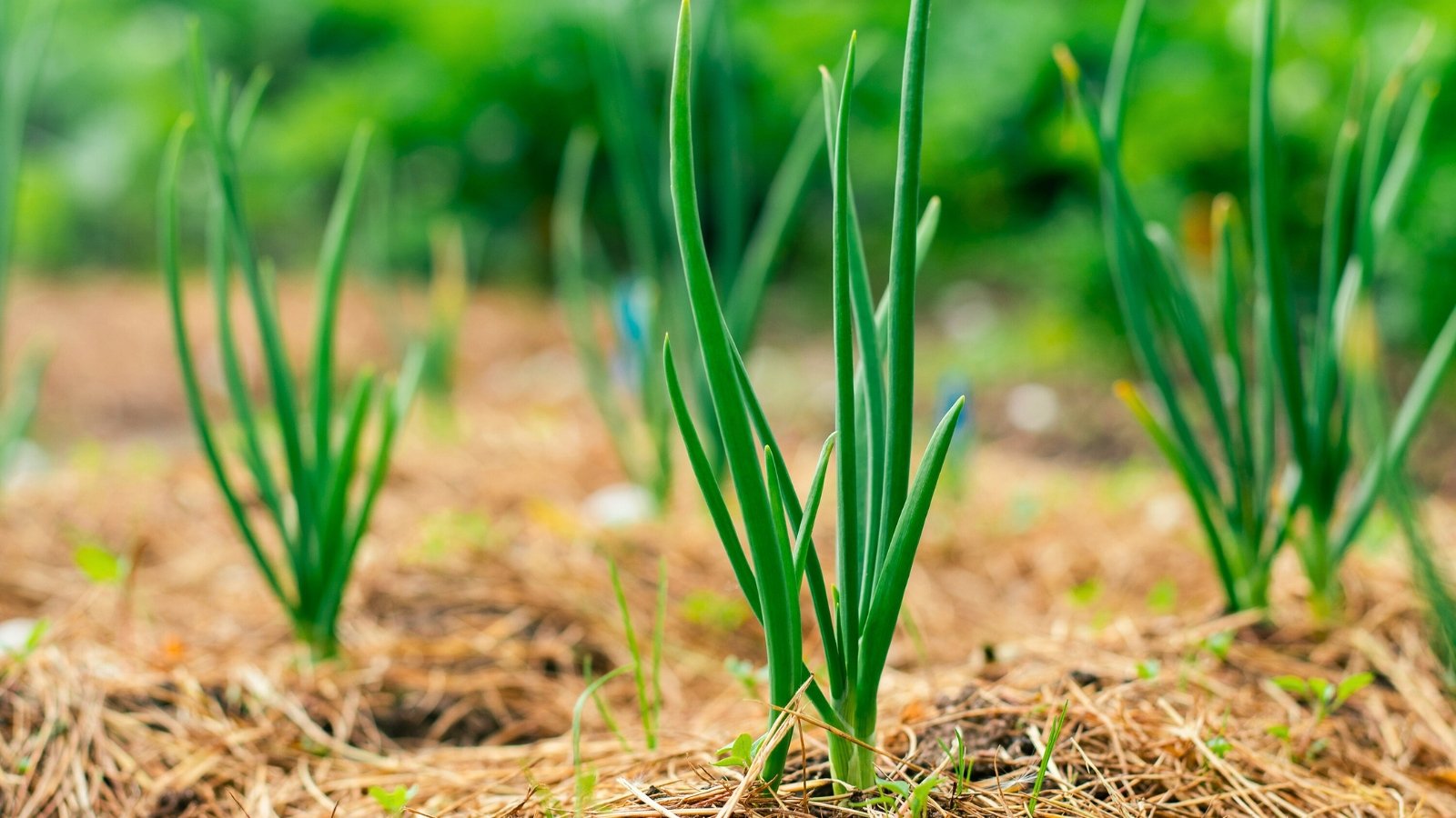 Clusters of bright green, hollow, tubular shoots with smooth surfaces emerge vertically from the dry, straw-covered soil.