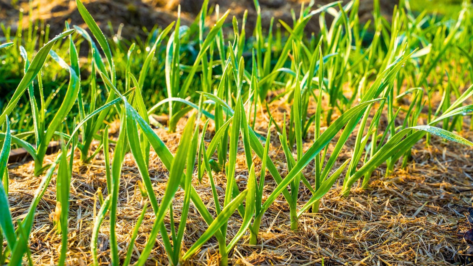 A straight row of uniformly tall, thin, upright blades of green foliage grows out of the mulched soil, catching the sunlight.
