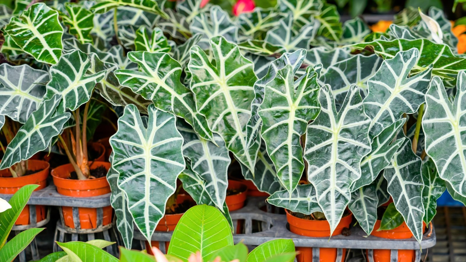 Dark green, glossy leaves with pronounced white veins and slightly undulating edges fan out from brown plastic pots, creating a striking contrast against the countertop in the garden center.
