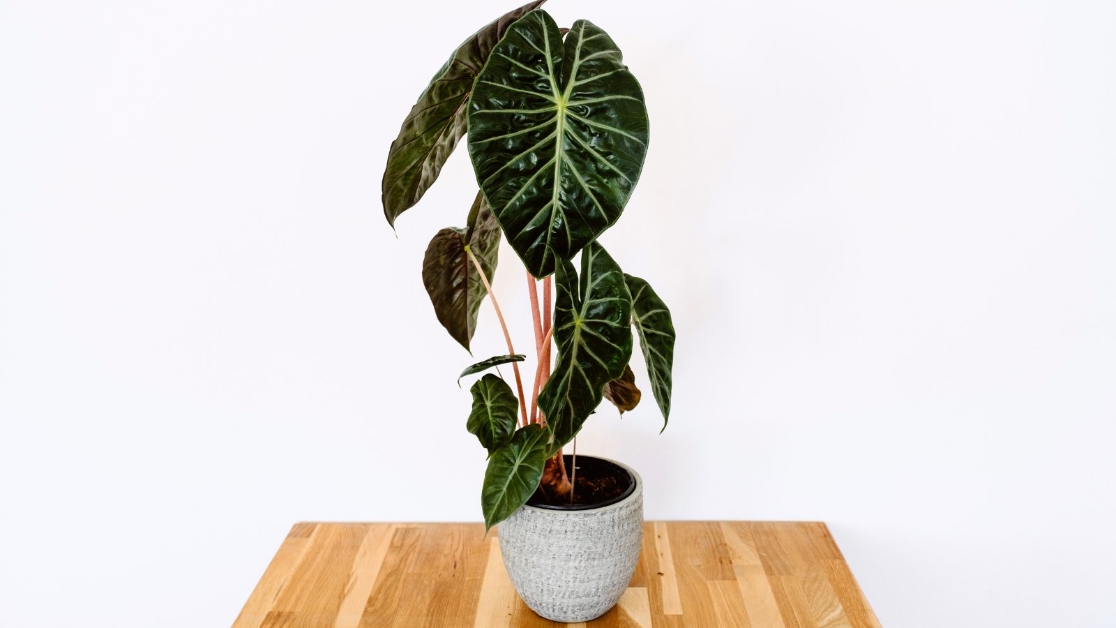 A decorative gray pot holds a plant with upright pinkish stems and large glossy green leaves that have pale veins and lighter green undersides.
