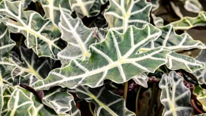 A dense cluster of glossy, arrow-shaped leaves reveals deep green surfaces with bold white veins and gracefully wavy edges overlapping in a close-up view.