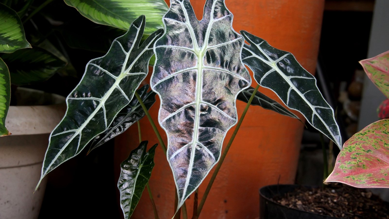 Glossy, dark green arrow-shaped leaves with prominent white veins and gently wavy edges rise from thick upright stems, forming a compact, upright plant.
