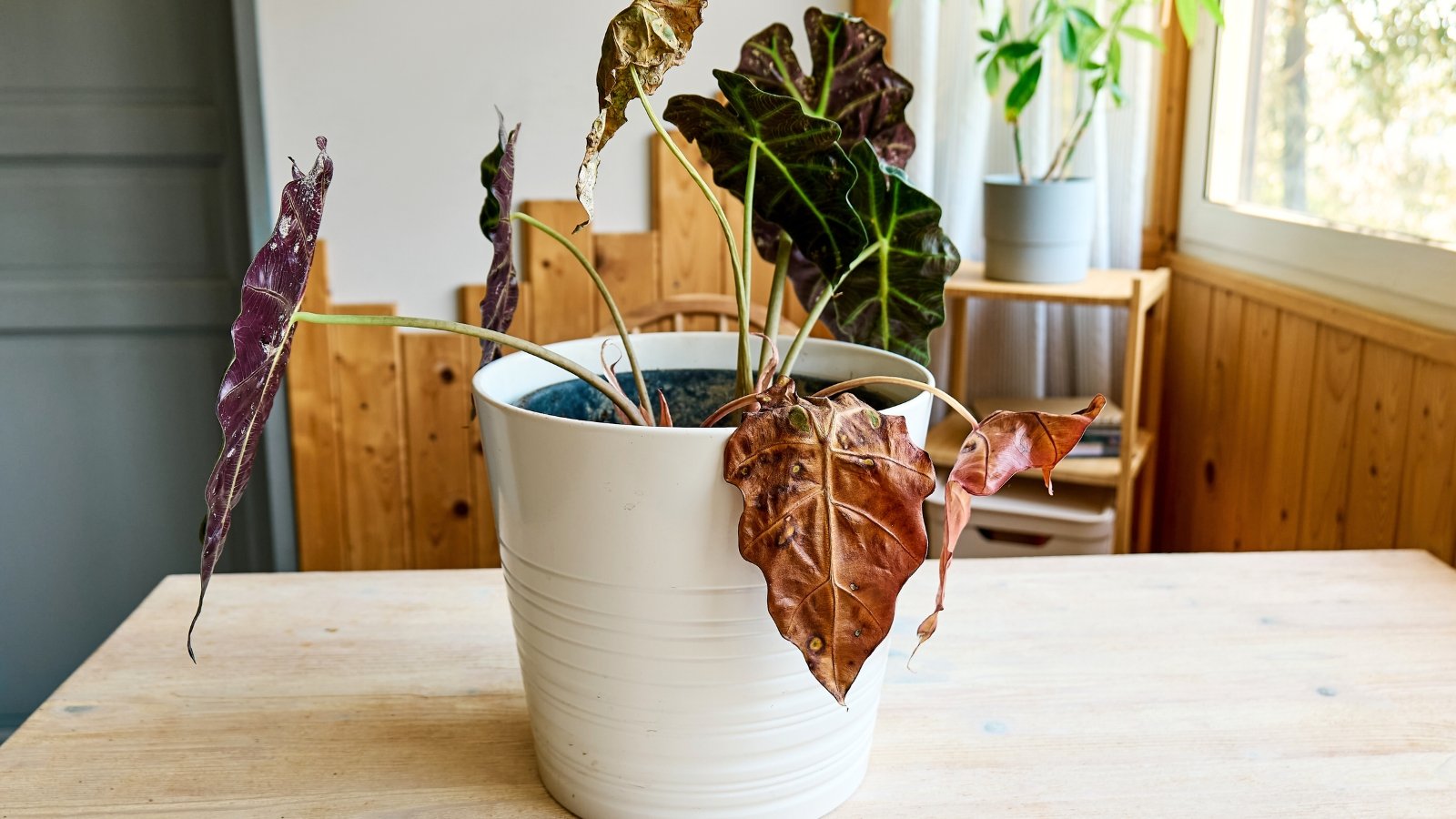 A potted plant with drooping, yellowing stems and curling, wilted leaves sits in a white pot, showing signs of root rot.