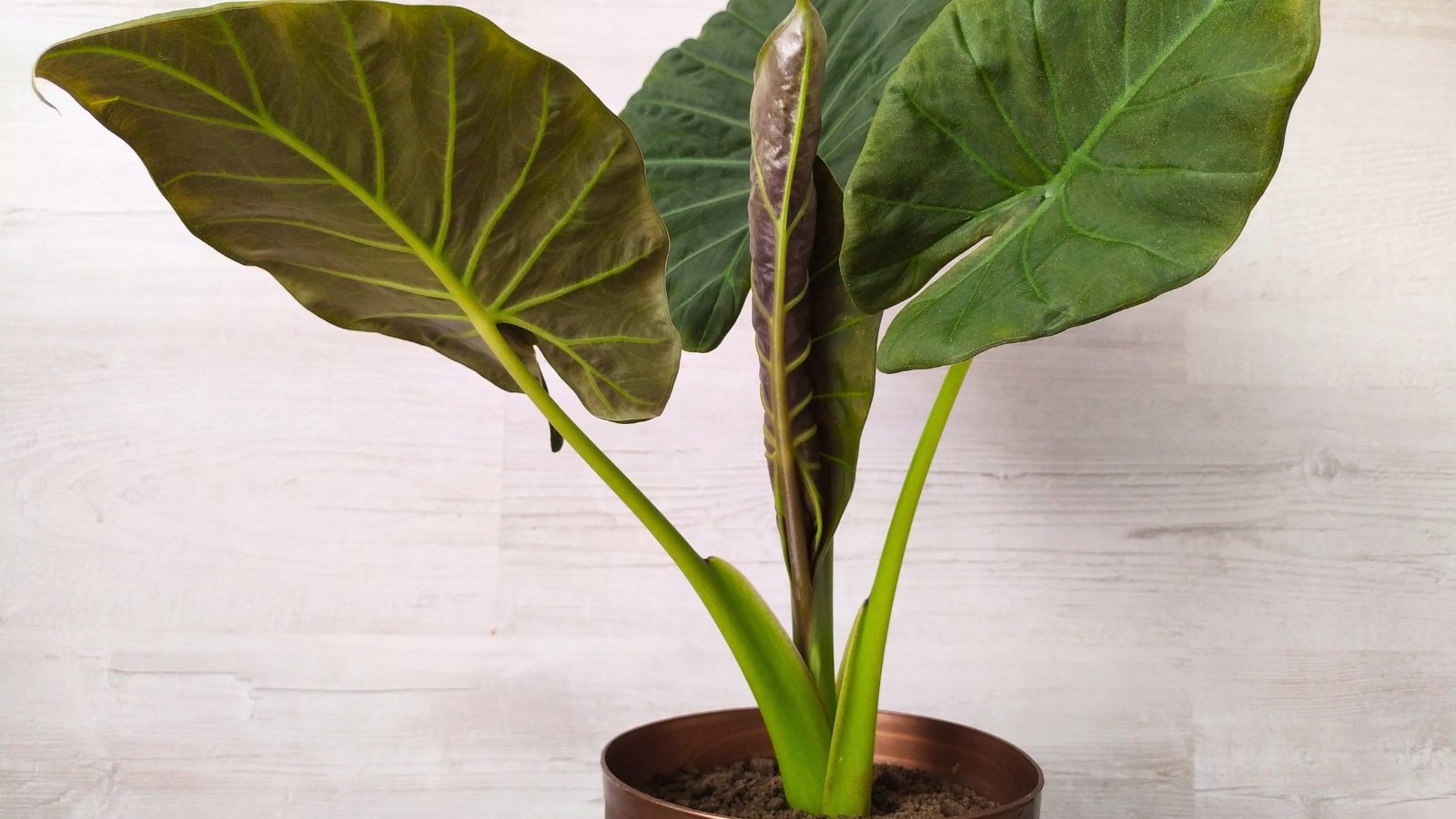 Large, glossy, dark green shield-shaped leaves with smooth edges rise from thick, upright stems in a bronze pot, forming a bold, upright plant.