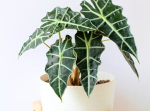 Alocasia polly in a white pot displays striking arrow-shaped, glossy dark green leaves with bold white veins, wavy edges, and upright stems that create a dramatic, sculptural form.