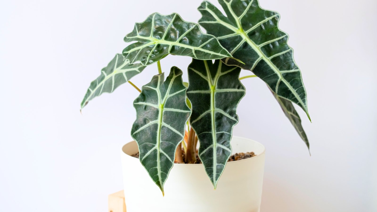 How to Plant, Grow, and Care for Alocasia ‘Polly’ (Amazonica)