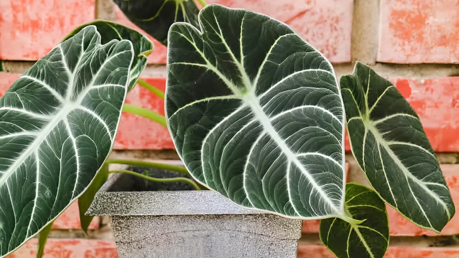 Vibrant Easiest European Countries To Get Citizenship Capture in HD Vibrant Easiest European Countries To Get Citizenship Capture in HD