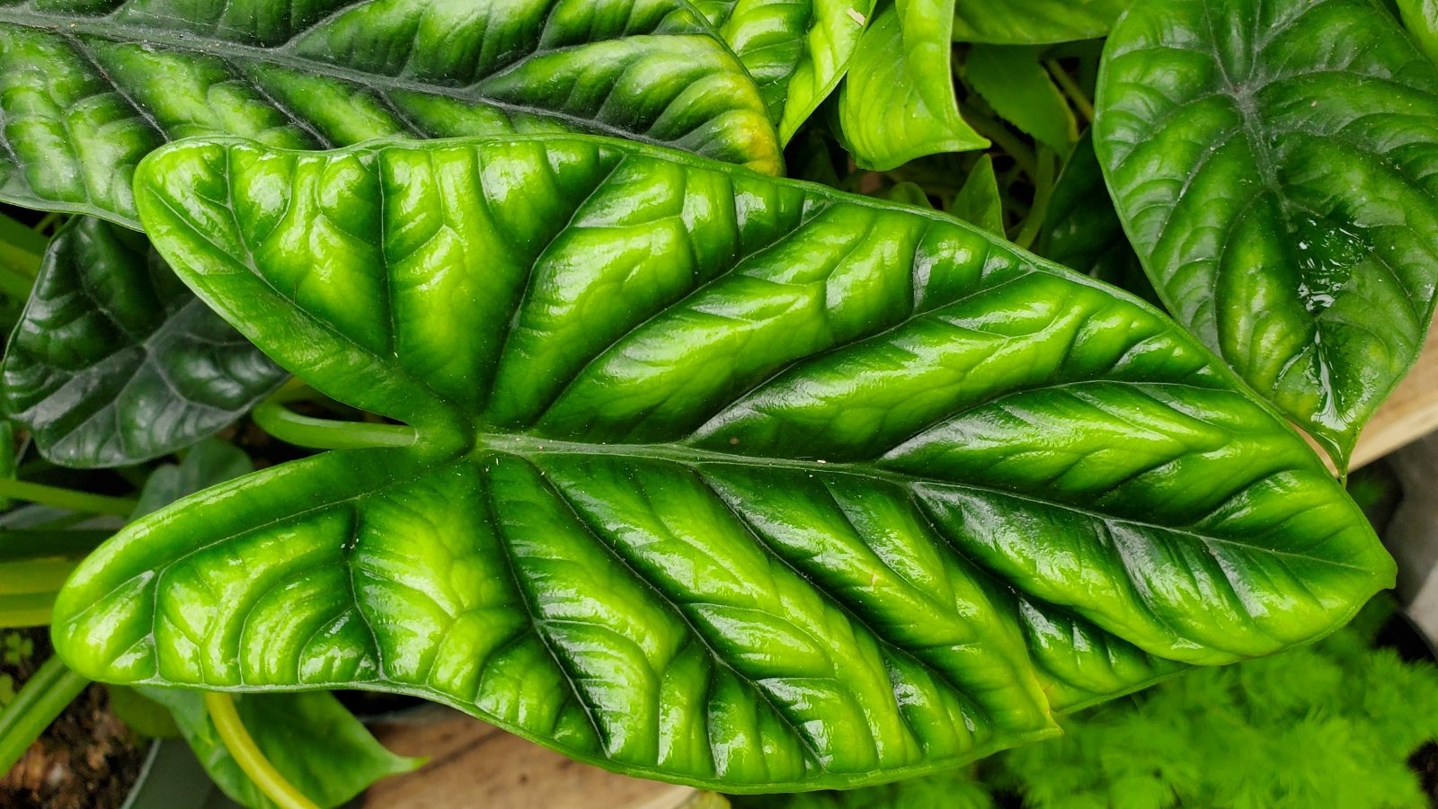 From above, green, elongated leaves with quilted textures and prominent dark green veins fan out from upright stems in pots, their smooth edges forming a layered, compact arrangement.
