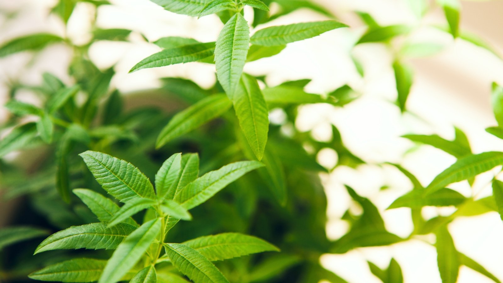 Numerous slender, bright green leaves with distinct light midribs and finely toothed edges grow along upright, thin stems.