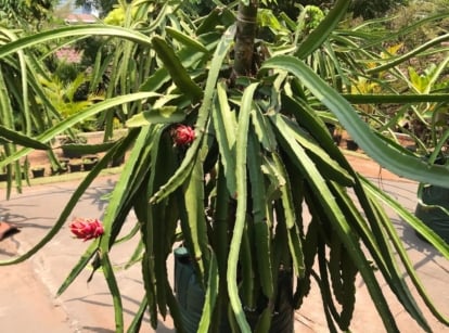 An area with multiple dragon fruit containers, appearing large with sturdy stems sprawling from the center, placed somewhere with warm sunlight