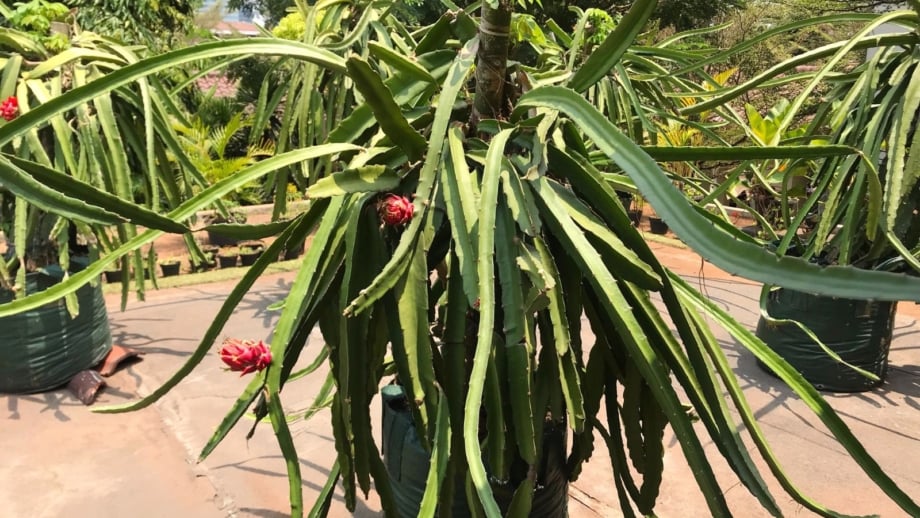 An area with multiple dragon fruit containers, appearing large with sturdy stems sprawling from the center, placed somewhere with warm sunlight