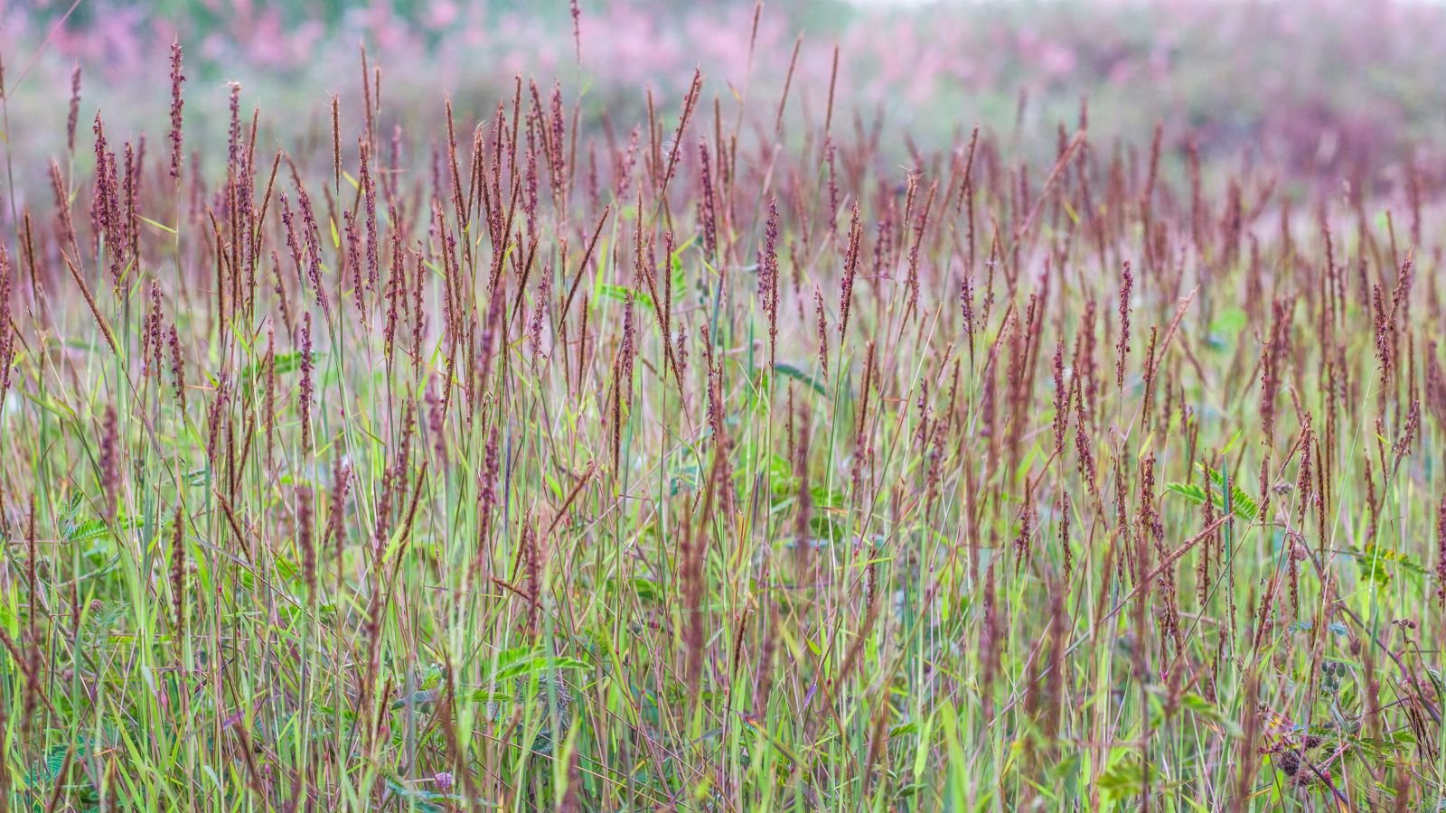 An area covered in Andropogon gerardii ‘Red October’ appearing to have red seed heads and green stalks