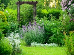 An area with a natural garden look, having different trees, shrubs and flowers looking visually pleasing with a natural aesthetic