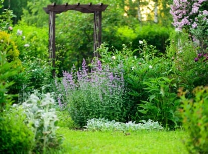 An area with a natural garden look, having different trees, shrubs and flowers looking visually pleasing with a natural aesthetic