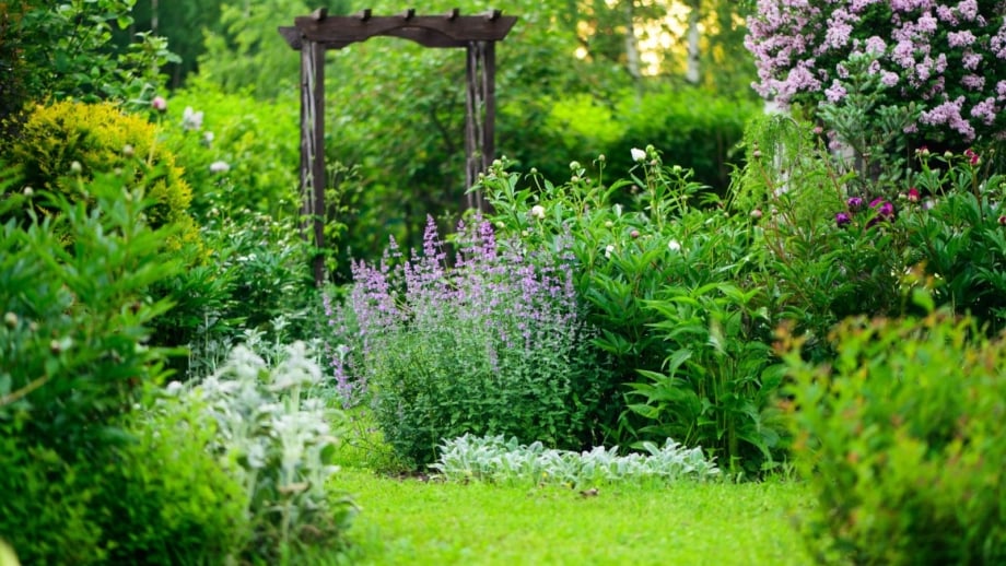 An area with a natural garden look, having different trees, shrubs and flowers looking visually pleasing with a natural aesthetic