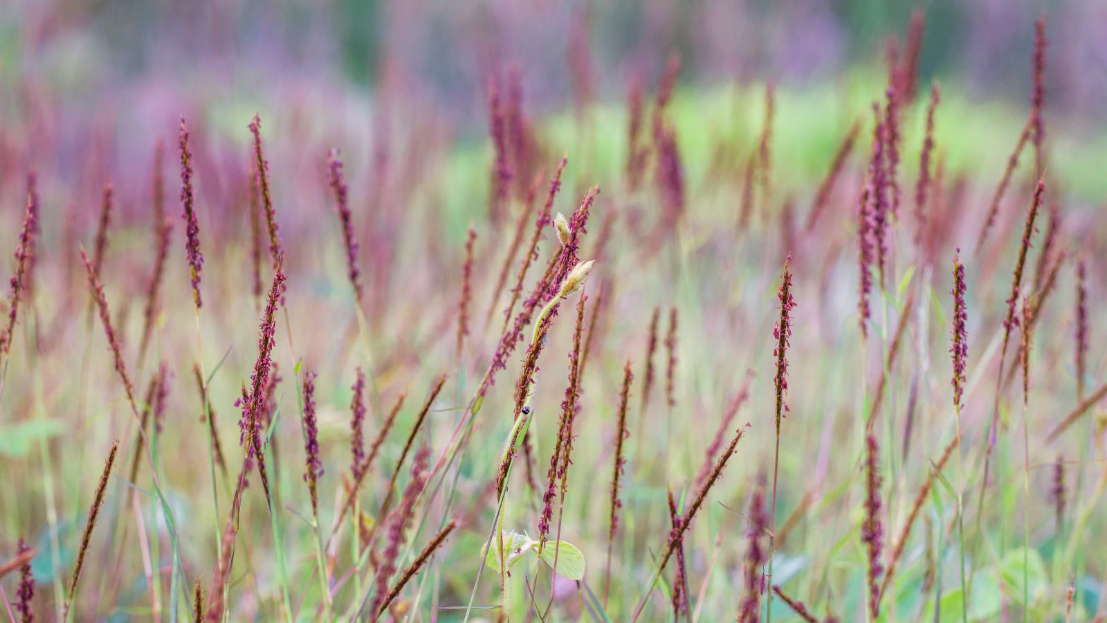 An area with countless Andropogon gerardii ‘Red October’ appearing healthy and lush with deep red seed heads