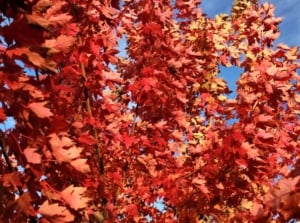 The red leaves of autumn blaze maple against a blue sky.