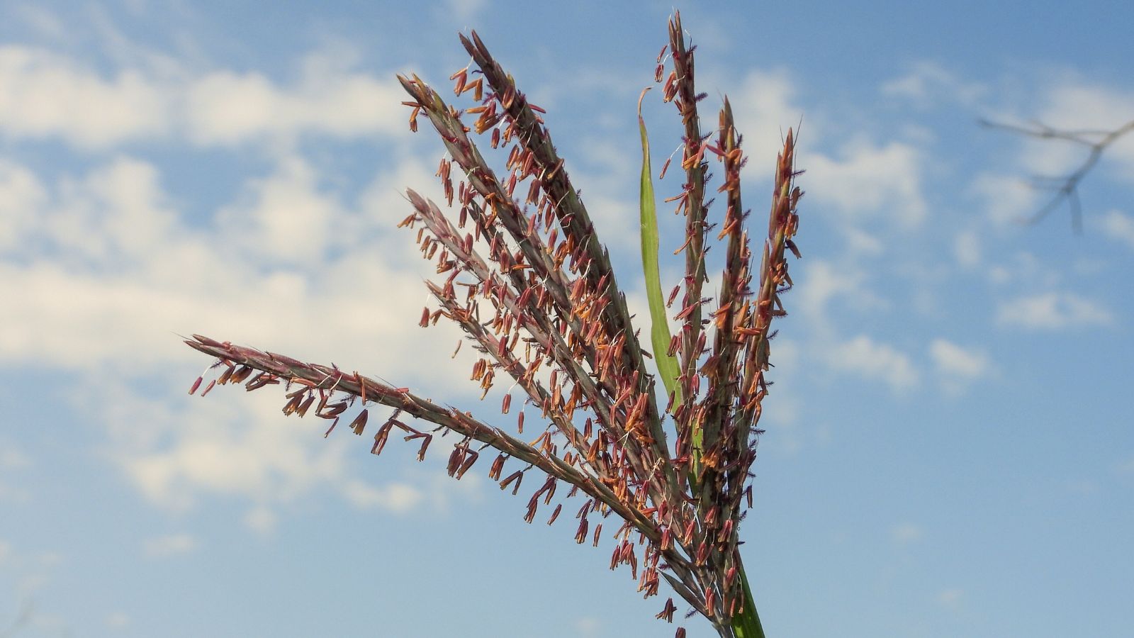 An isolated stem of Andropogon gerardii ‘Red October’ appearing to have heavy seed heads with the blue sky in the background