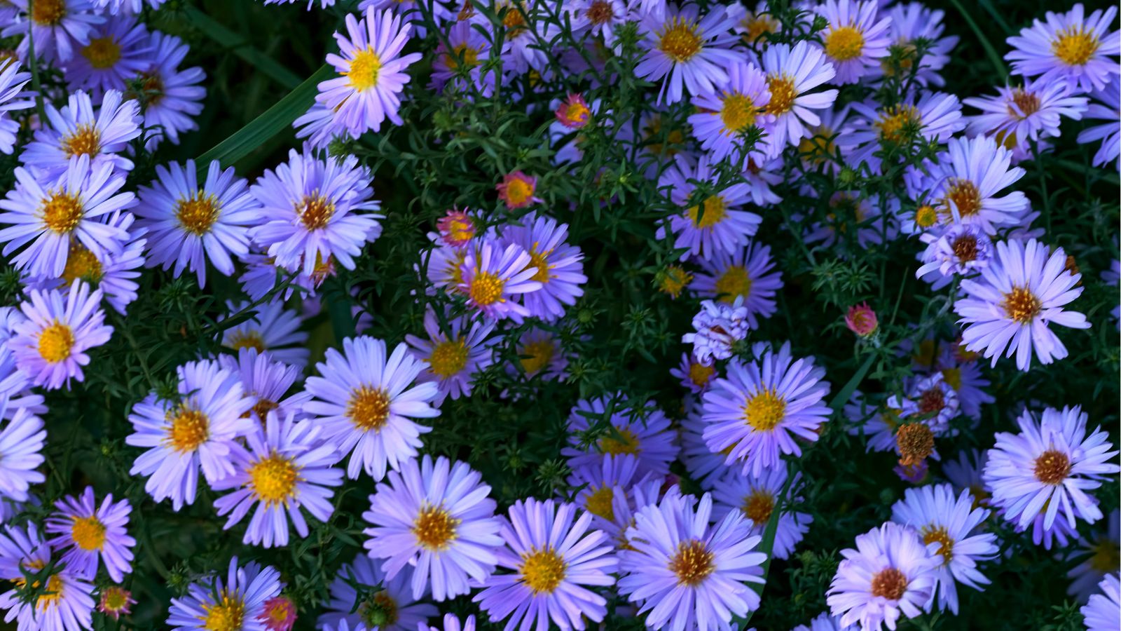 An overhead and close-up shot of a composition of mounding blue-purple colored flowers with yellow centers